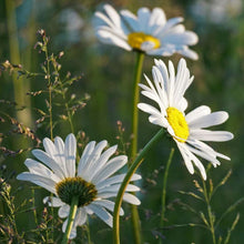 Chrysanthemum Ox Eye Daisy Seeds