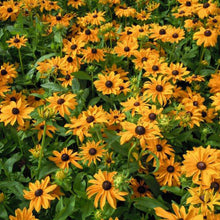 Rudbeckia Marmalade Seeds, Prolific Large Flowers for Bees & Butterflies