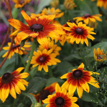 Rudbeckia Rustic Dwarf Mixed  Seeds, Prolific Large Flowers for Bees & Butterflies