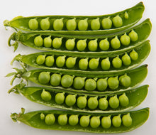 Garden  Pea Climbing Pods .( मटरको कोसा ) Large juicy Pea Seeds