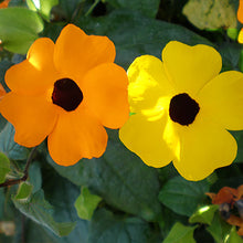 Black Eyed Susan Seeds 'Susie Mix' 20 seeds