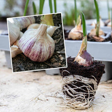 Garlic for Planting UK -UK Garlic Cloves  for Large Bulbs