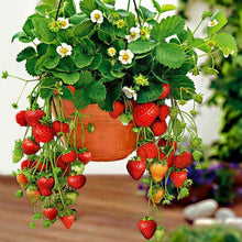 Strawberry Delician Seeds