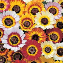 Chrysanthemum - Tricolour Single Mixed