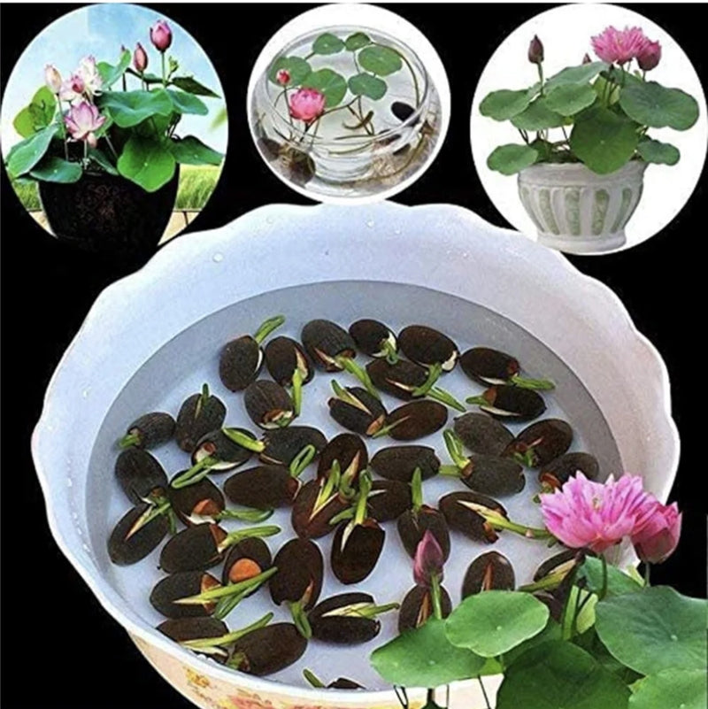 Bowl Lotus Seeds For Sale 30x Lotus Mix Flower Seeds For Ponds & Water  Gardens - Hand Picked Aquatic Plant Seeds Beginner Water Plant Seeds