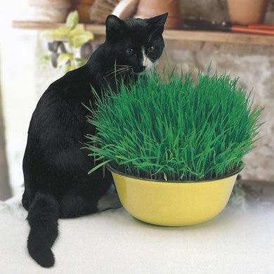 Cat Grass Seeds