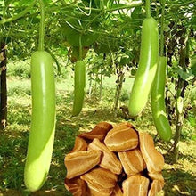 Nepali  Bottle Gourd Seeds / Lauki , Dudhi Seeds ( 10 Seeds )