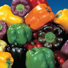 Pepper Sweet Hybrids Mixed seeds
