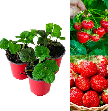 Strawberry Plants with Roots