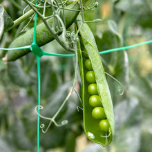 Garden  Pea Climbing Pods .( मटरको कोसा ) Large juicy Pea Seeds