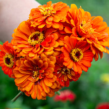 Zinnia Flower Orange King Seeds . जिनिया फूल (Zinnia)