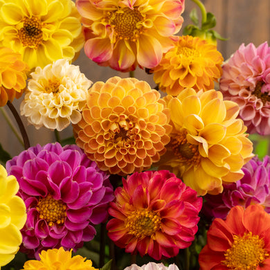 Pompom Assorted Dahlia flower  25 Seeds
