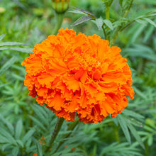 Marigold (African) Orange Beast F1 Flower Seeds
