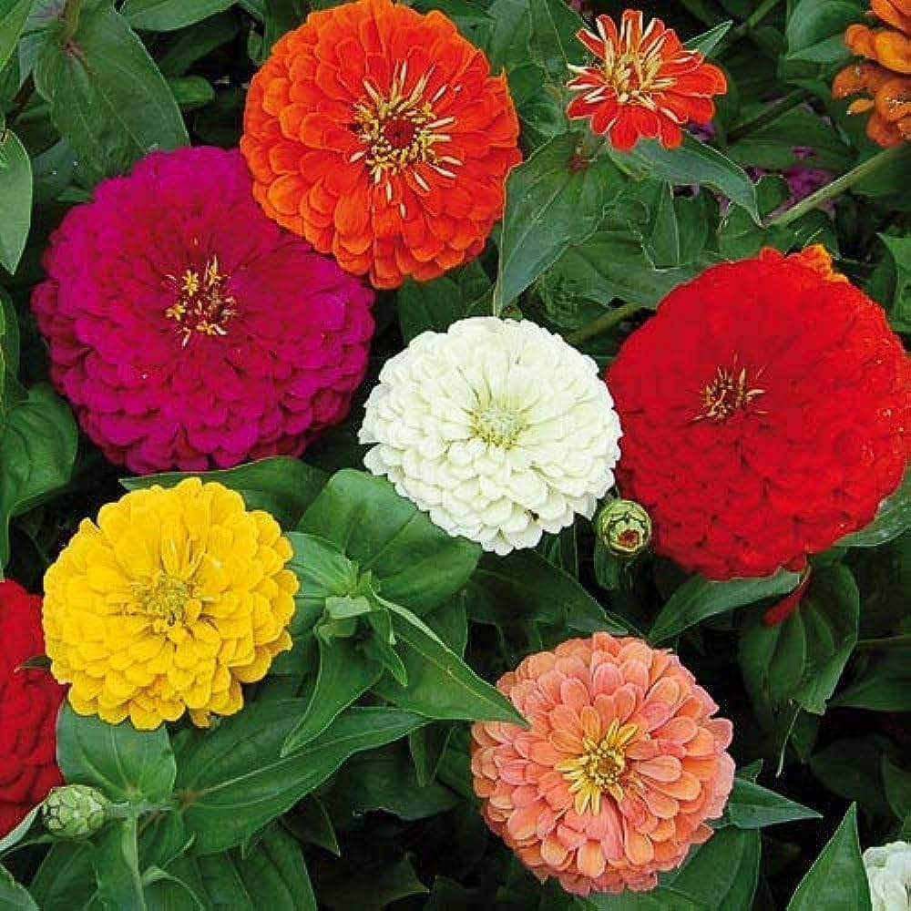 Zinnia Mixed  Flower Seeds . जिनिया फूल (Zinnia)