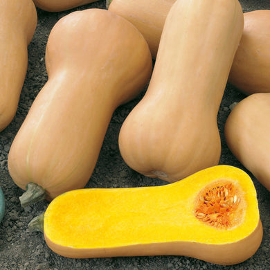 Butternut Squash F1 Seeds