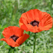 Johnsons Scabious Tall Double Mixed Seeds