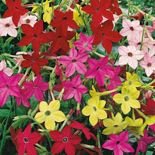 Nicotiana Sensation Mixed Seeds