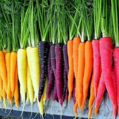 Rainbow Colour Mix Carrot seeds