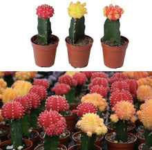 3 x Gymnocalycium mihanovichii in 5.5cm Pots - Colourful Moon Cactus - Indoor Plants Ideal for Beginners