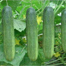 लोकल नेपाली काक्रो . Cucumber Seeds - Nepali Local -