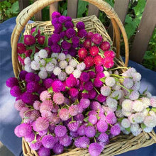 Gomphrena Mixed( रङ्गीन नेपाली सुपारी फूलका बीउहरू )  globosa Dwarf mixed .Globe amaranth Flower Seeds