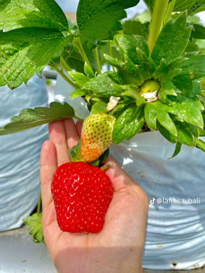 Strawberry Seeds . Sweet & Delicious to Grow