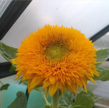 Sunflower Seeds 'Teddy Bear