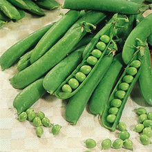 Pea onwards Seeds . Giant  हरियो मटर
