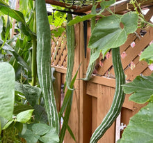Indian Bangladeshi Snake Gourd Seeds Chichinda, Chichinga, Padval Seeds