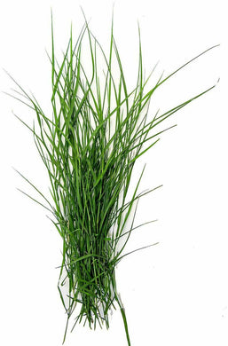 नेपाली दुबो / Dubo Grass  to Grow