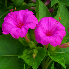 Mirabilis Jalapa (मालती फूल) - Vibrant Pink Flowers