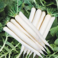 सेतो लामो मूला .Long White Asian Radish ( Mooli /Mula ) Seeds