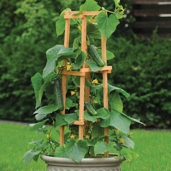 Cucumber Patio Snacker F1 20 Seeds