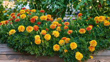 Marigold (French) Dwarf Double Mixed