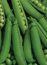 Pea onwards Seeds . Giant  हरियो मटर