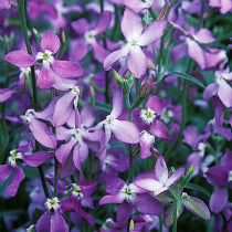 Stock Night Scented Flower Seeds