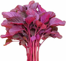 Bangladeshi Red Amaranth / Red Spinach रातो साग