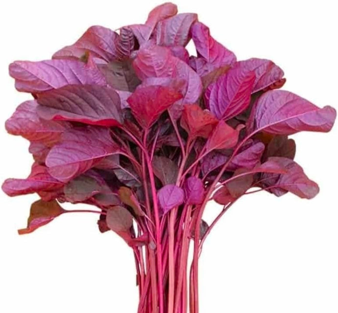 Bangladeshi Red Amaranth / Red Spinach रातो साग