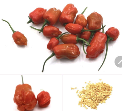 Bangladeshi Red, HOT Lantern Habanero Pepper-  Easy to Grow, Mature Early ! similar to Naga Chilli Seeds . very Hot Chilli seeds to Grow your  own Garden  . scotch bonet