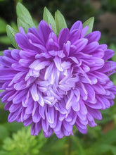 Aster Duchess Mixed Seeds