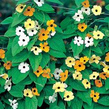 Black Eyed Susan Seeds 'Susie Mix' 20 seeds