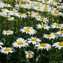 Chrysanthemum Ox Eye Daisy Seeds