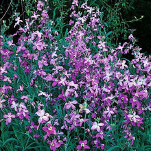 Stock Night Scented Flower Seeds