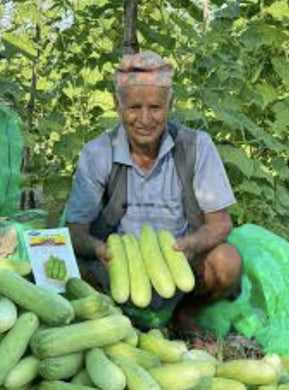 लोकल नेपाली काक्रो . Cucumber Seeds - Nepali Local -