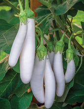 Aubergine White Knight F1 Hybrid  Seeds. भण्टा” बैंगन  or বাংলা .