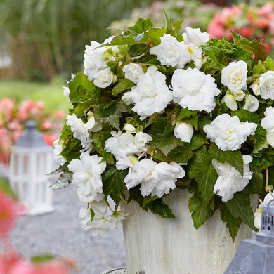 Begonia Double Cascading white Bulbs