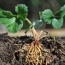 Strawberry Plants with Roots