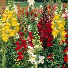 Antirrhinum Rust Resistant Mixed Seeds