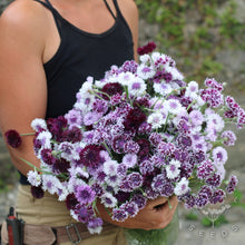 Cornflower Classic Magic Purple & White Flowers