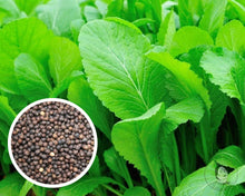 रायो सागको बीऊ / नेपाली मार्फा रायो साग  .Rayo Saag Seeds . Nepali Rayo Spinach seeds